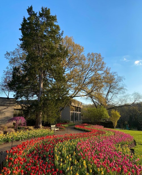 A vibrant garden filled with colorful tulips in bloom, with a large tree and a building in the background under a clear blue sky.