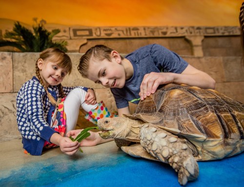 Two children interact with a large tortoise, offering it leaves in a colorful, playful setting.