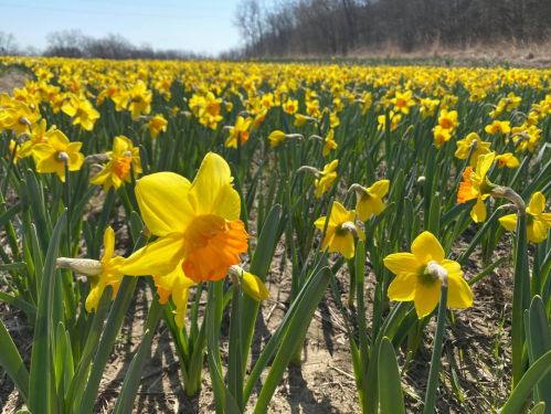 A vibrant field of yellow daffodils in full bloom, stretching towards the horizon under a clear blue sky.