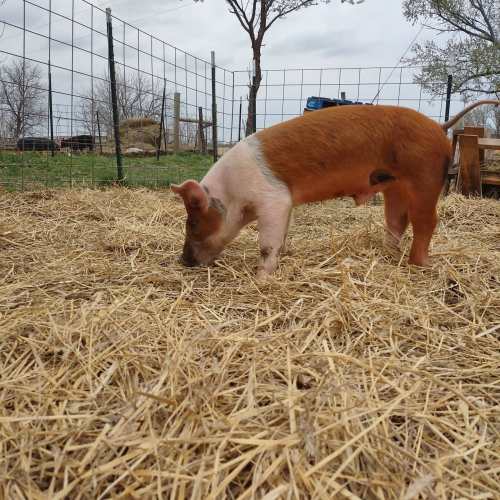 A pig with a brown and white coat forages in a straw-covered field, surrounded by a fence and trees.
