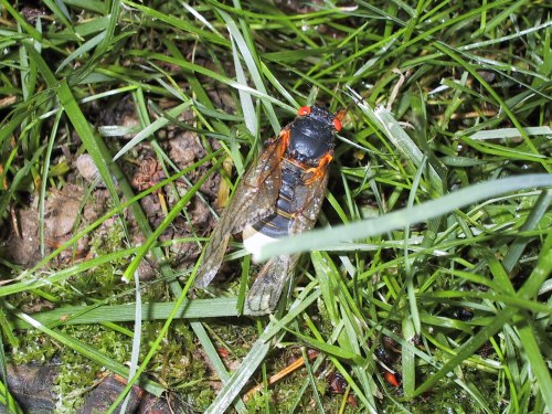 A close-up of a cicada resting on green grass, showcasing its black body and transparent wings.