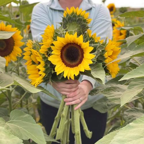 A person holds a large bouquet of vibrant sunflowers among green leaves in a field.