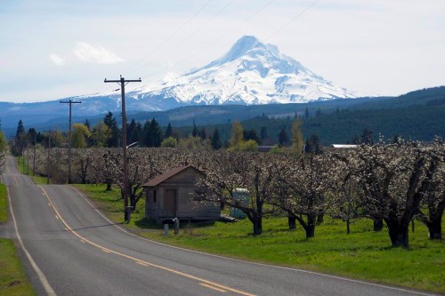 A scenic view of a road lined with blossoming trees, leading to a snow-capped mountain in the background.
