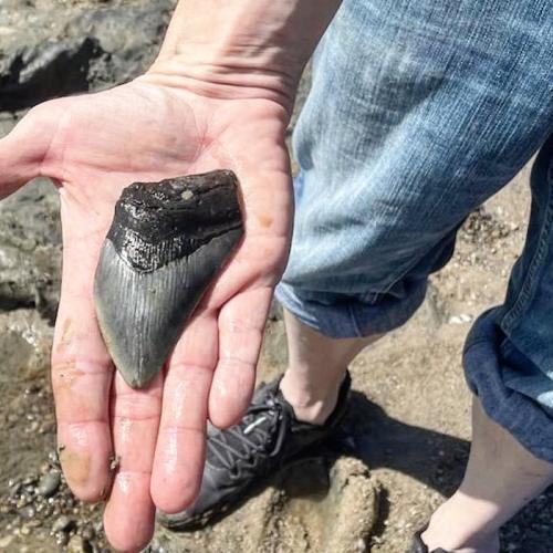 A person holds a large fossilized shark tooth in their hand, standing on a rocky beach.