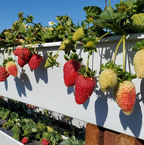 Strawberry plants with ripe red and unripe green strawberries growing in a sunny field.