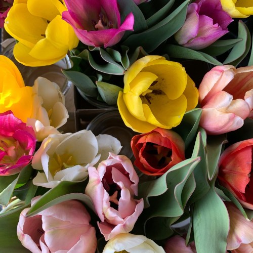 A vibrant arrangement of colorful tulips in various shades, including yellow, pink, red, and white, with green leaves.