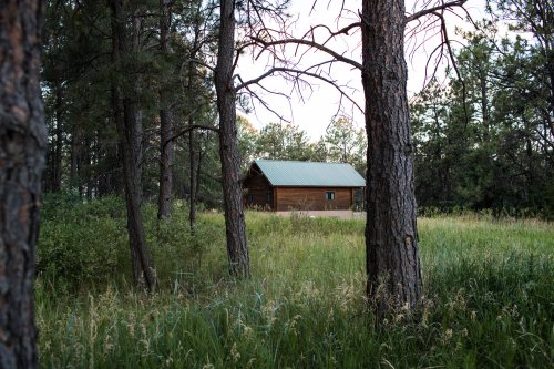A rustic cabin with a green roof nestled among tall trees and grassy fields in a serene forest setting.