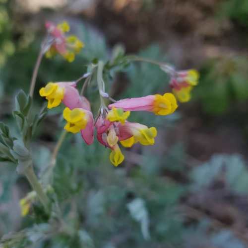 Delicate pink and yellow flowers bloom on a green stem, set against a blurred natural background.