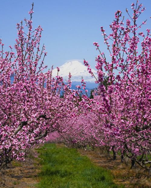 Blossoming pink trees line a path, with a snow-capped mountain in the background under a clear blue sky.