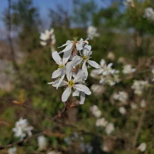 A close-up of delicate white flowers blooming on a branch, set against a blurred green background.