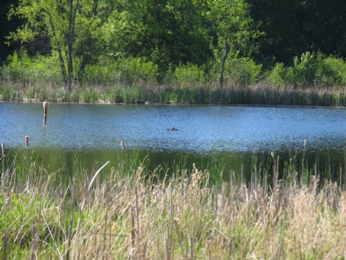 A serene pond surrounded by lush greenery and tall grasses, with a small object floating on the water's surface.