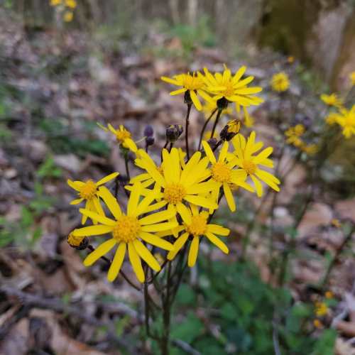 A cluster of bright yellow wildflowers blooms amidst green foliage and fallen leaves in a forest setting.