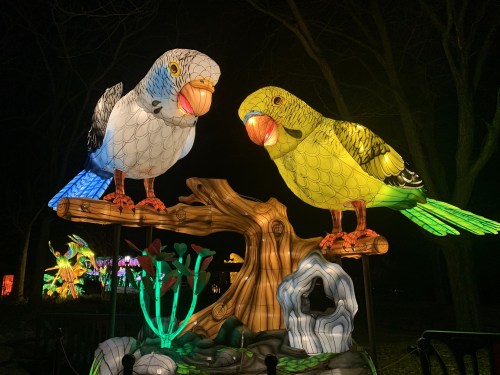 Two large, colorful lanterns of parakeets perched on a tree branch, surrounded by illuminated plants at night.