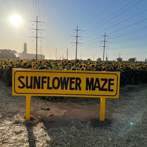 A bright yellow sign reading "Sunflower Maze" in front of a field of sunflowers under a clear sky.