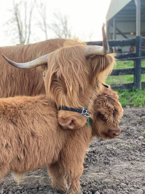 A Highland cow and its calf stand together in a pasture, showcasing their long hair and distinctive horns.