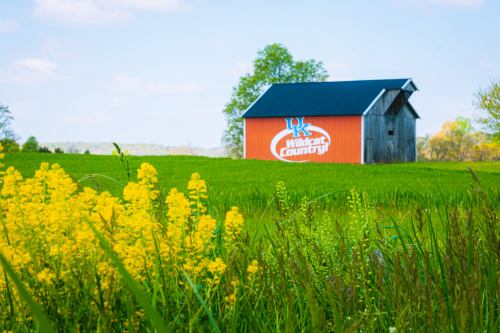 A red barn with "Wildcat Country" painted on it, surrounded by green fields and yellow wildflowers under a blue sky.