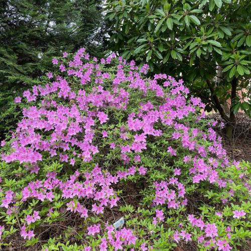 A vibrant bush covered in pink flowers, surrounded by lush green foliage.