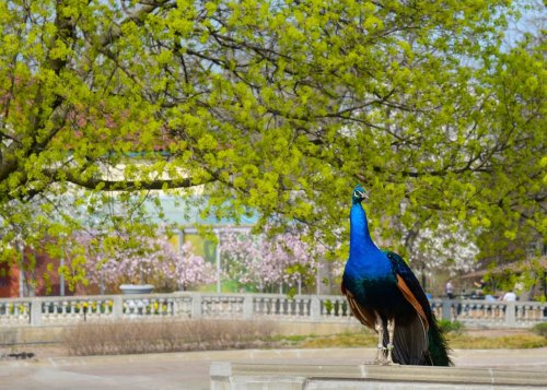 A vibrant peacock stands on a stone ledge, surrounded by lush green trees and blooming flowers in a park setting.