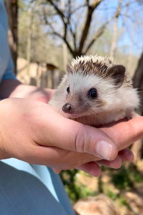 A person gently holds a small hedgehog in their hands, surrounded by greenery and trees.