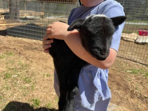 A child in a blue outfit holds a small black lamb close to their chest in a sunny outdoor setting.