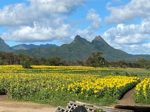 A vibrant field of sunflowers stretches towards mountains under a blue sky with fluffy clouds.