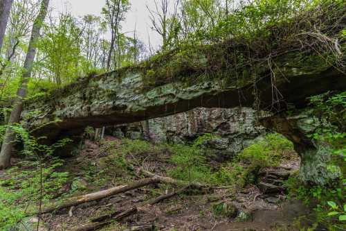 A natural stone arch surrounded by lush greenery and trees in a forested area.