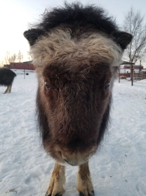 A close-up of a fluffy, brown and white animal's face, standing in a snowy landscape.