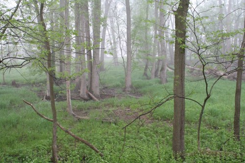A misty forest scene with tall trees and lush green undergrowth, creating a serene and tranquil atmosphere.