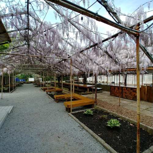 A serene outdoor space with wooden benches and a canopy of blooming wisteria flowers overhead.