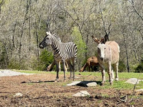 A zebra and a donkey stand together in a grassy area with trees in the background.