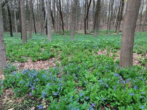 A forest scene with vibrant blue flowers covering the ground among tall trees and fallen leaves.