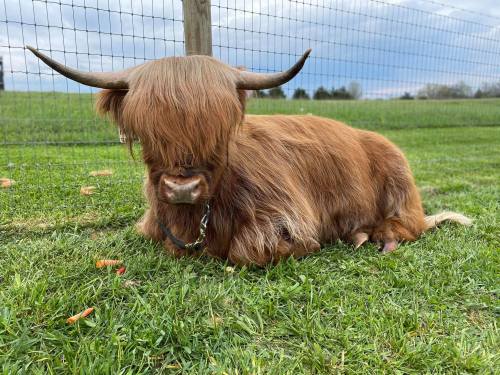 A Highland cow with long, shaggy hair sits on green grass, looking down, with a fence and cloudy sky in the background.