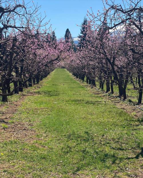 A vibrant orchard path lined with blooming pink trees under a clear blue sky.