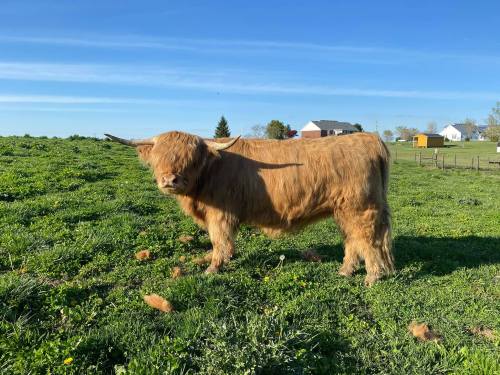 A Highland cow stands in a grassy field under a clear blue sky, with a farmhouse in the background.