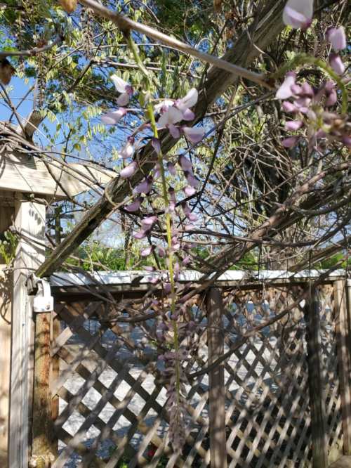 A cluster of purple flowers hanging from a vine, with a wooden fence and blue sky in the background.