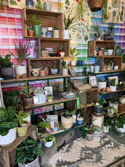 A vibrant display of potted plants on wooden shelves against a colorful wall, with a cozy rug on the floor.