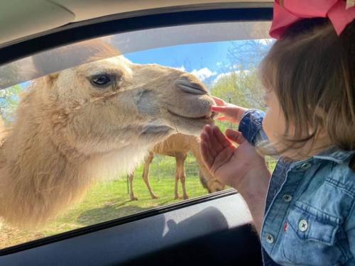 A young girl reaches out to touch a camel's nose through a car window on a sunny day.
