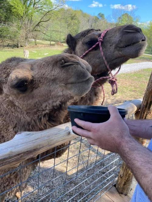 Two camels leaning over a fence, curiously looking at a person holding a black bowl. Green fields in the background.