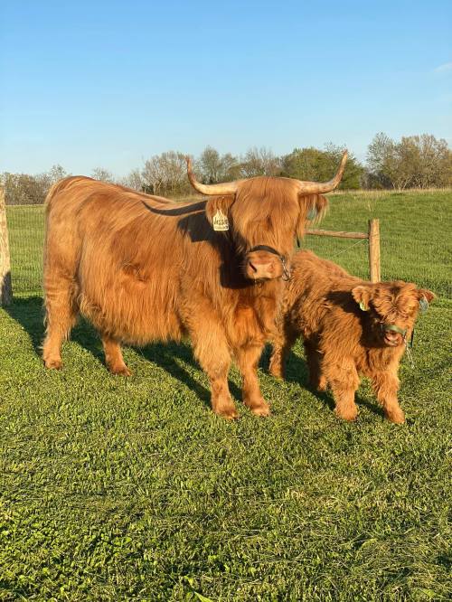 A Highland cow and her calf stand together in a grassy field under a clear blue sky.