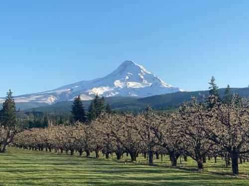 A snow-capped mountain rises above a blooming orchard under a clear blue sky.