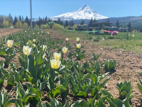 A field of blooming white tulips with a snow-capped mountain in the background under a clear blue sky.