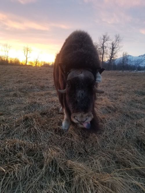 A bison stands in a grassy field at sunset, with mountains in the background and a tag on its ear.