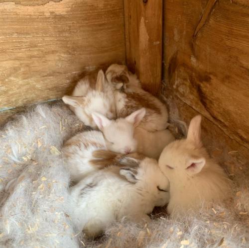 A cozy group of baby rabbits snuggled together in a nest of soft fur and bedding.