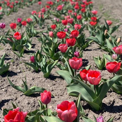 A vibrant field of blooming tulips in various shades of pink and red, surrounded by green leaves and soil.