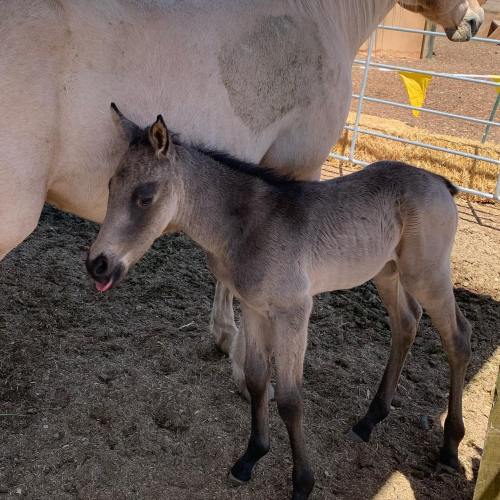 A gray foal stands beside a larger horse in a barn, sticking out its tongue playfully.