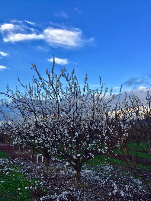 Blossoming trees with white flowers against a blue sky and scattered clouds in a vibrant green field.