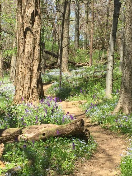 A winding dirt path through a vibrant forest filled with blooming wildflowers and tall trees.