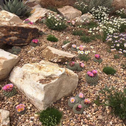 A rocky garden featuring various cacti and colorful flowers among pebbles and stones.