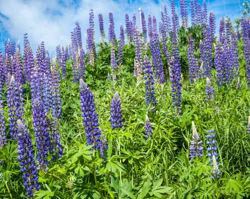 A vibrant field of purple lupine flowers surrounded by lush green foliage under a blue sky.