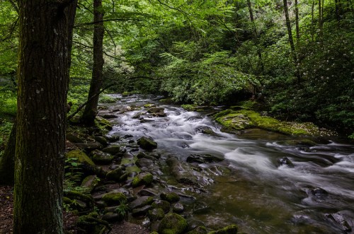 A serene stream flows through a lush, green forest, surrounded by moss-covered rocks and vibrant foliage.